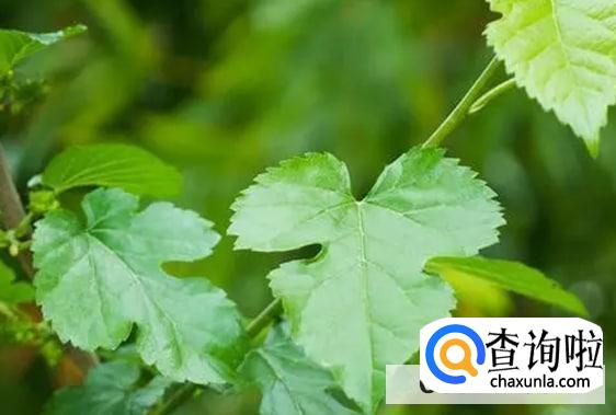 桑叶如何保存才可以给蚕宝宝吃