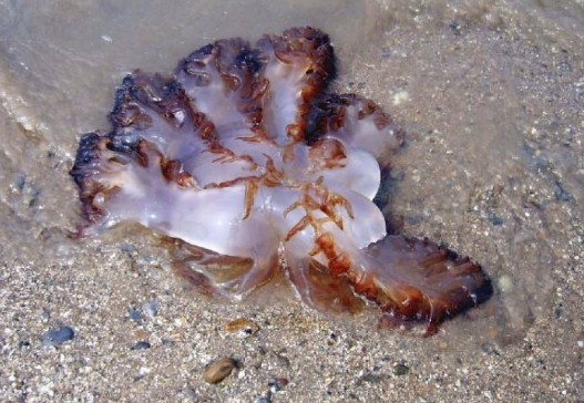 海蜇是水母吗