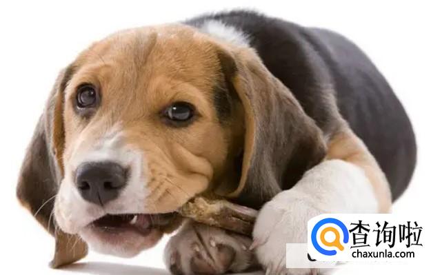 怎样纠正狗狗磨牙