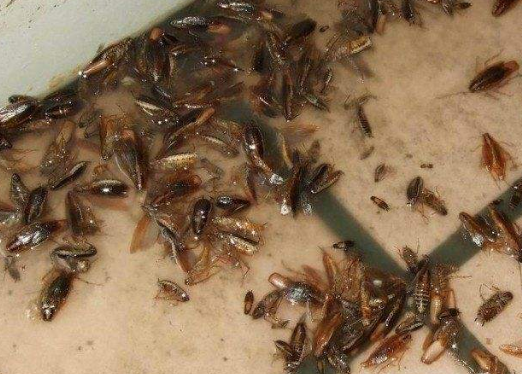 蟑螂的危害性有多大