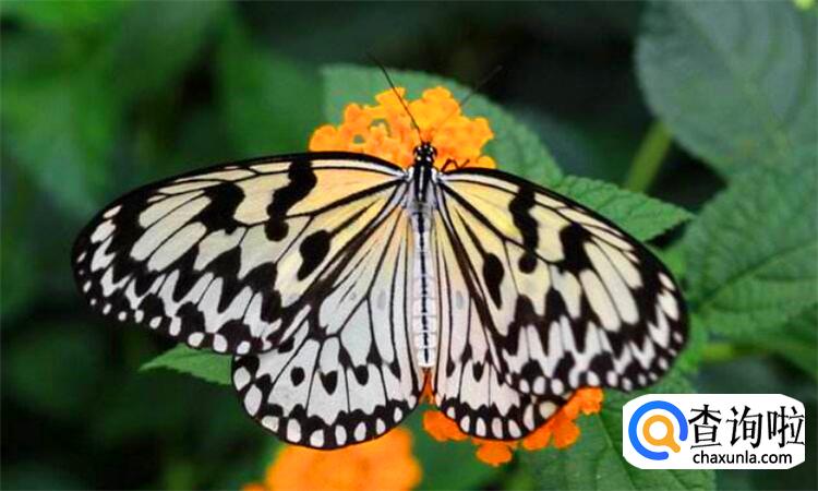 蝴蝶的家在哪里