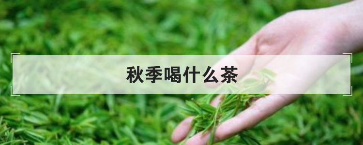 秋季喝什么茶