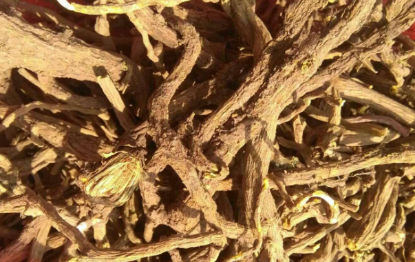 黄苓是什么