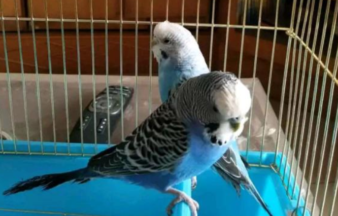 虎皮鹦鹉怎么养