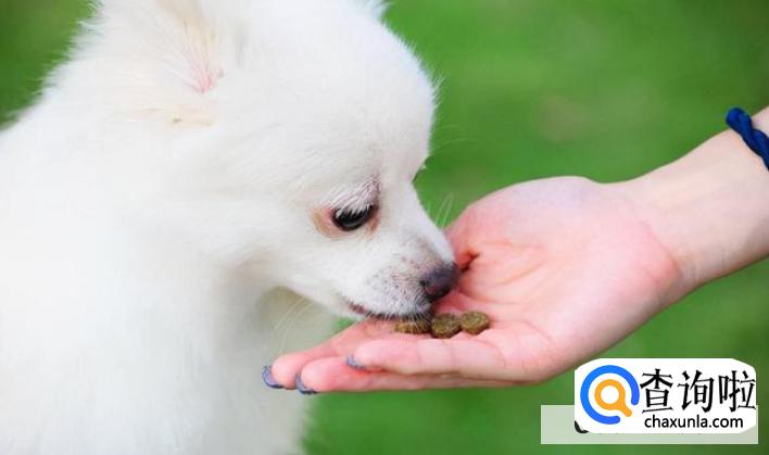 为什么狗在晚上会朝某一处嚎叫,细看却什么也没有?