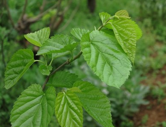 桑叶茶的功效与作用