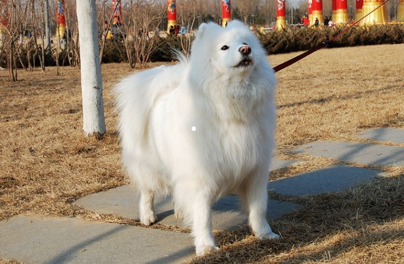 萨摩耶怎么养