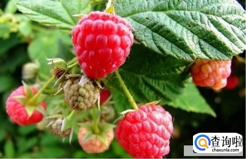 如何防止盆土板结