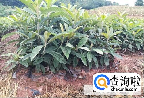 枇杷树移栽时间及方法是什么