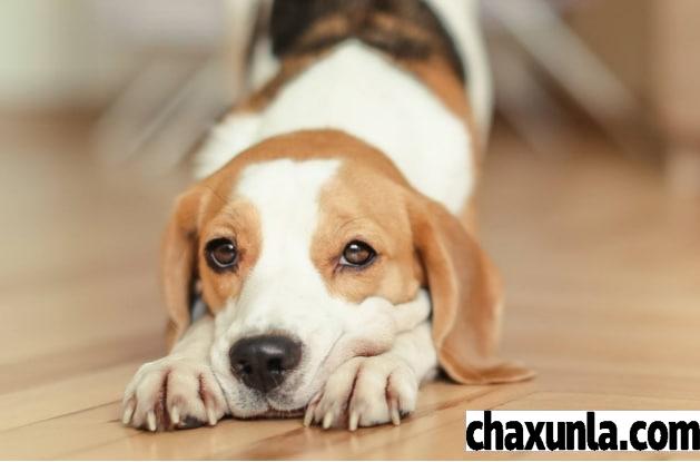 农村养狗需不需要办证