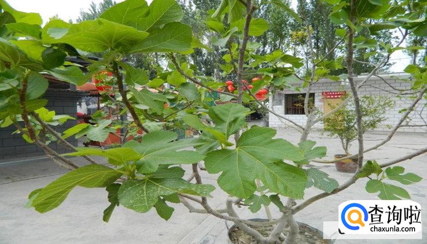 种无花果树的禁忌