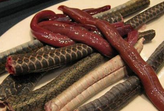 蛇肉能吃吗