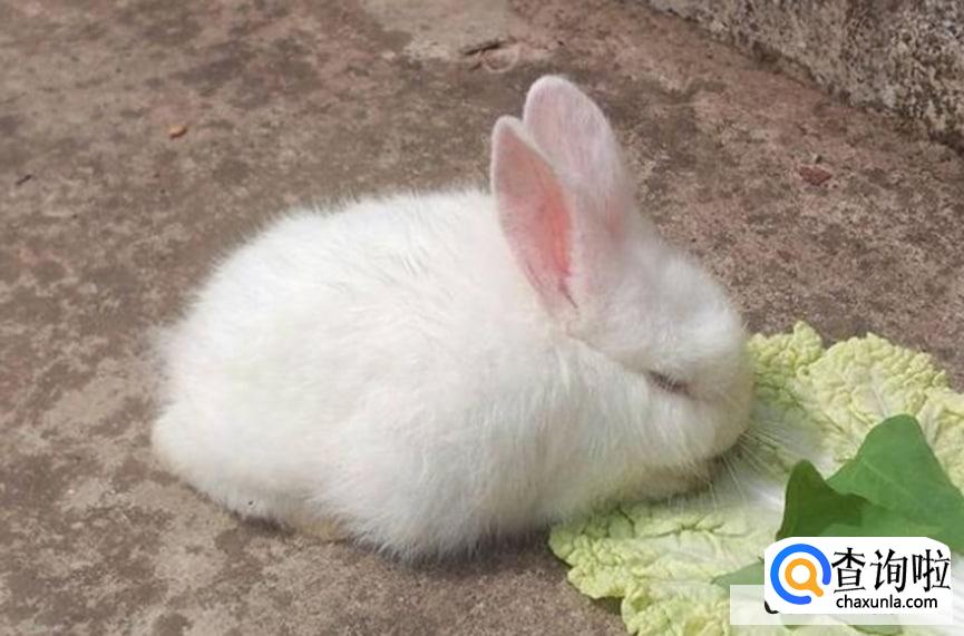 宠物兔子怎么养