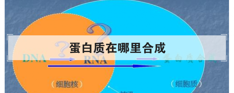 蛋白质在哪里合成