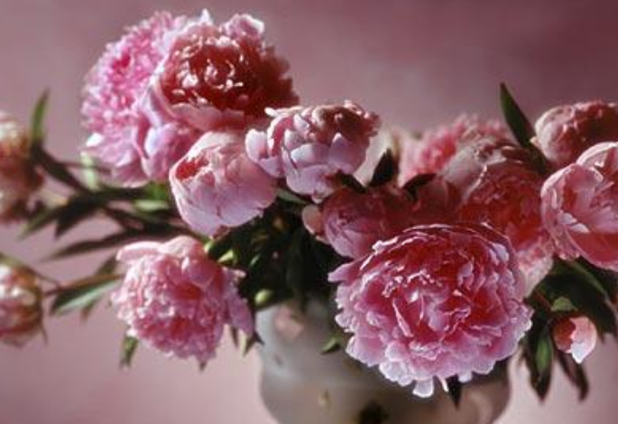 中国国花是什么花