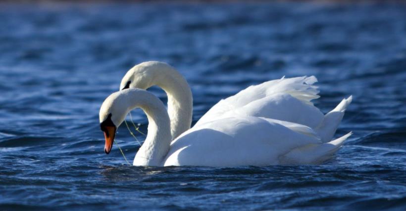 为什么动物园里的天鹅不会飞掉