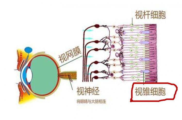 鱼是不是色盲