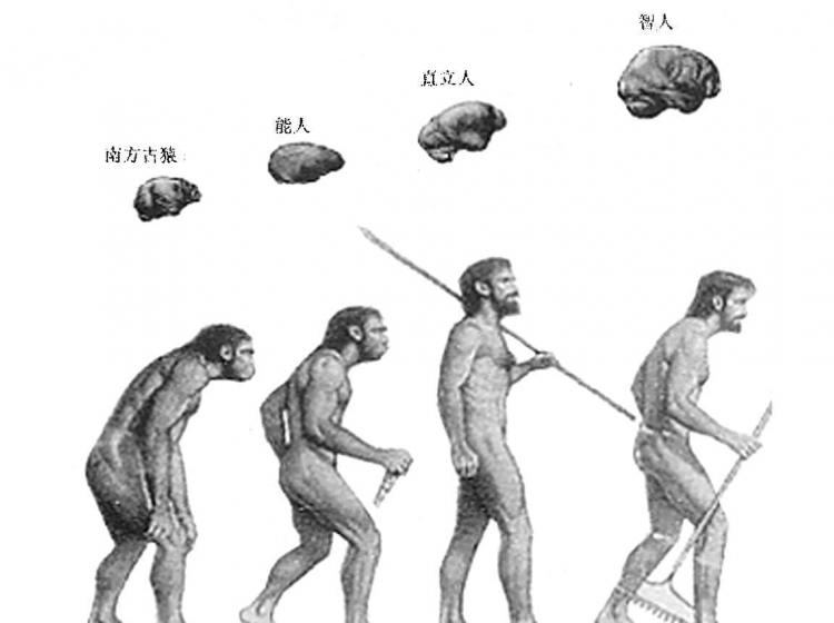 作为高等动物的人类大约出现在多少万年前