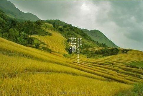 芒种节气的特征有哪些