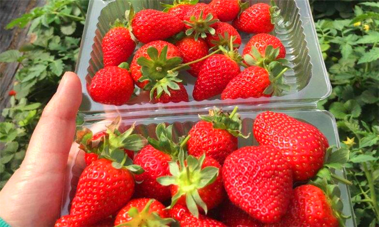 为什么大草莓多畸形