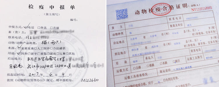 宠物怎么托运