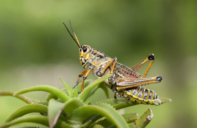 蝗灾后蝗虫去哪里了
