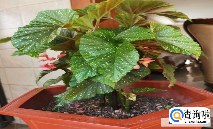 斑叶竹节秋海棠怎么扦插最好