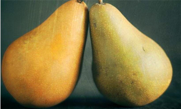 pear是什么意思