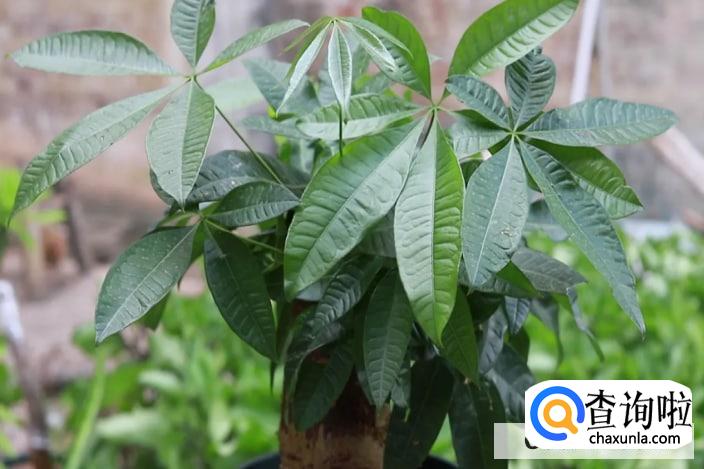 怎样才能把发财树养得好?