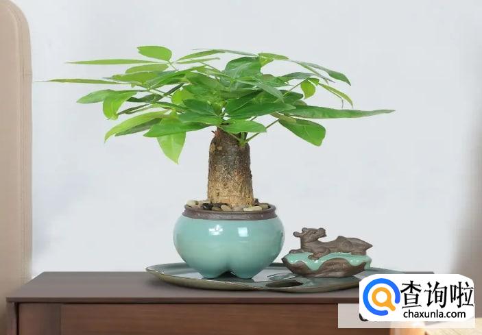 怎样才能把发财树养得好?