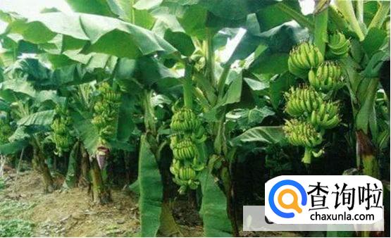 香蕉没有种子怎么种植