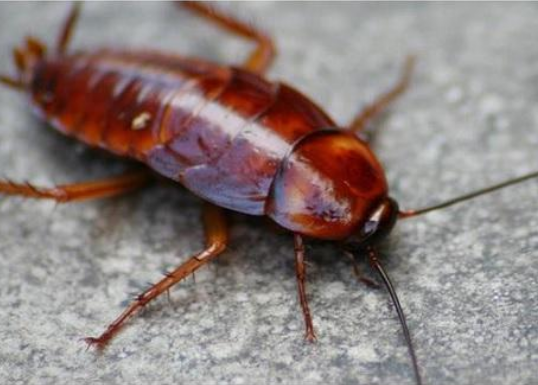 为什么房间里有蟑螂