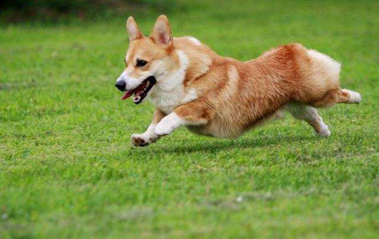犬与狗的区别