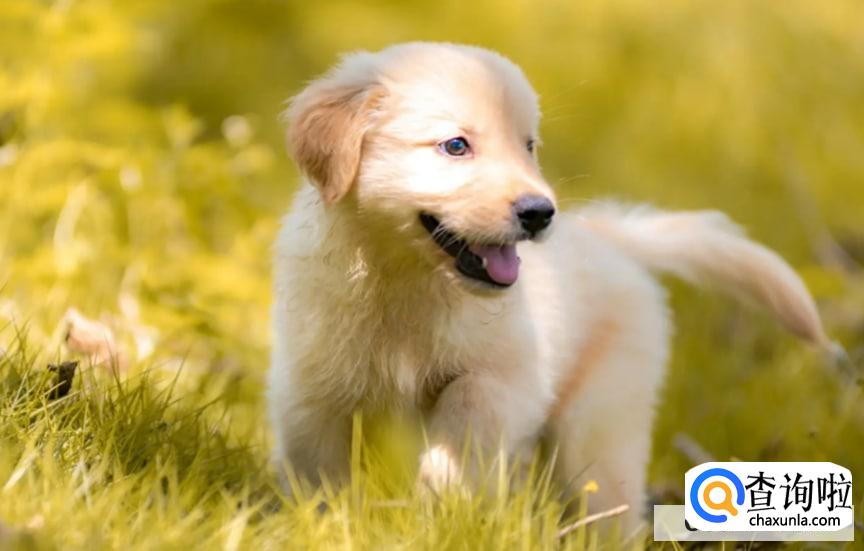 狗对人表示好感的动作有哪些