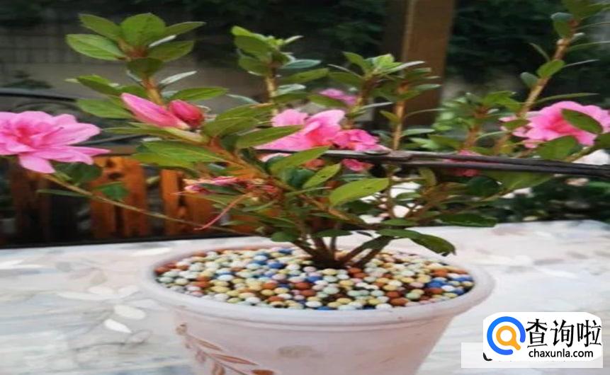 杜鹃开花后怎样修剪合适